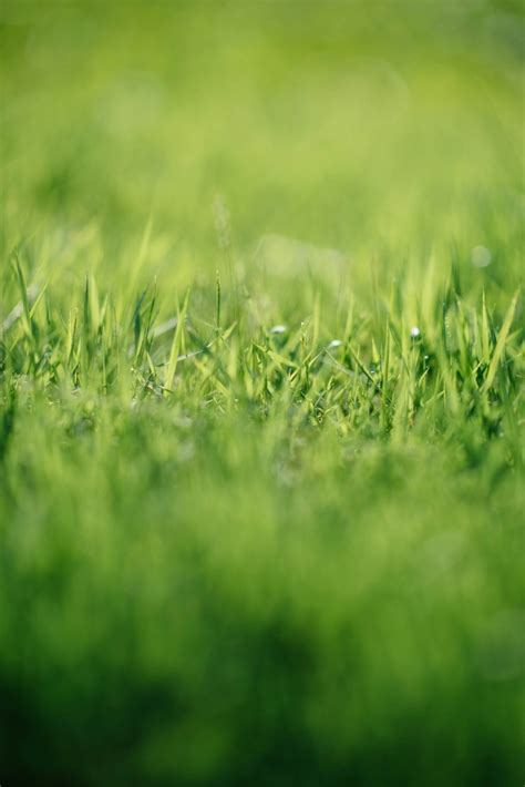 900+ Grass Background Images: Download HD Backgrounds on Unspla.